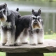 Tout sur les tailles de schnauzer miniature