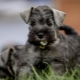 Tout sur les Schnauzers Géants
