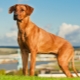 Minden a Rhodesian Ridgebacks-ről