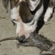 Tout sur les chiens de rat