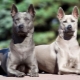 Minden a Thai Ridgeback-ről