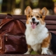 Minden a welsh corgi pembroke-ról