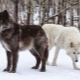 Minden a wolfflies-ről