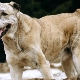 Tout sur les chiens de berger afghans