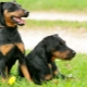 Jagdterrier: espèces, règles de contenu et choix de surnoms
