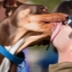 Pourquoi avoir un chien et ce que vous devez savoir à ce sujet?